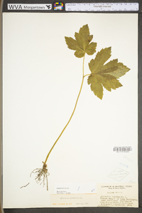 Hydrastis canadensis image