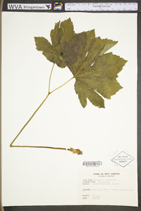 Hydrastis canadensis image