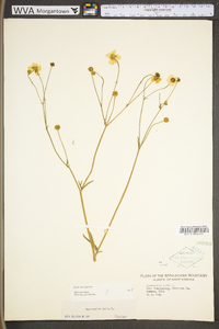 Ranunculus acris var. acris image