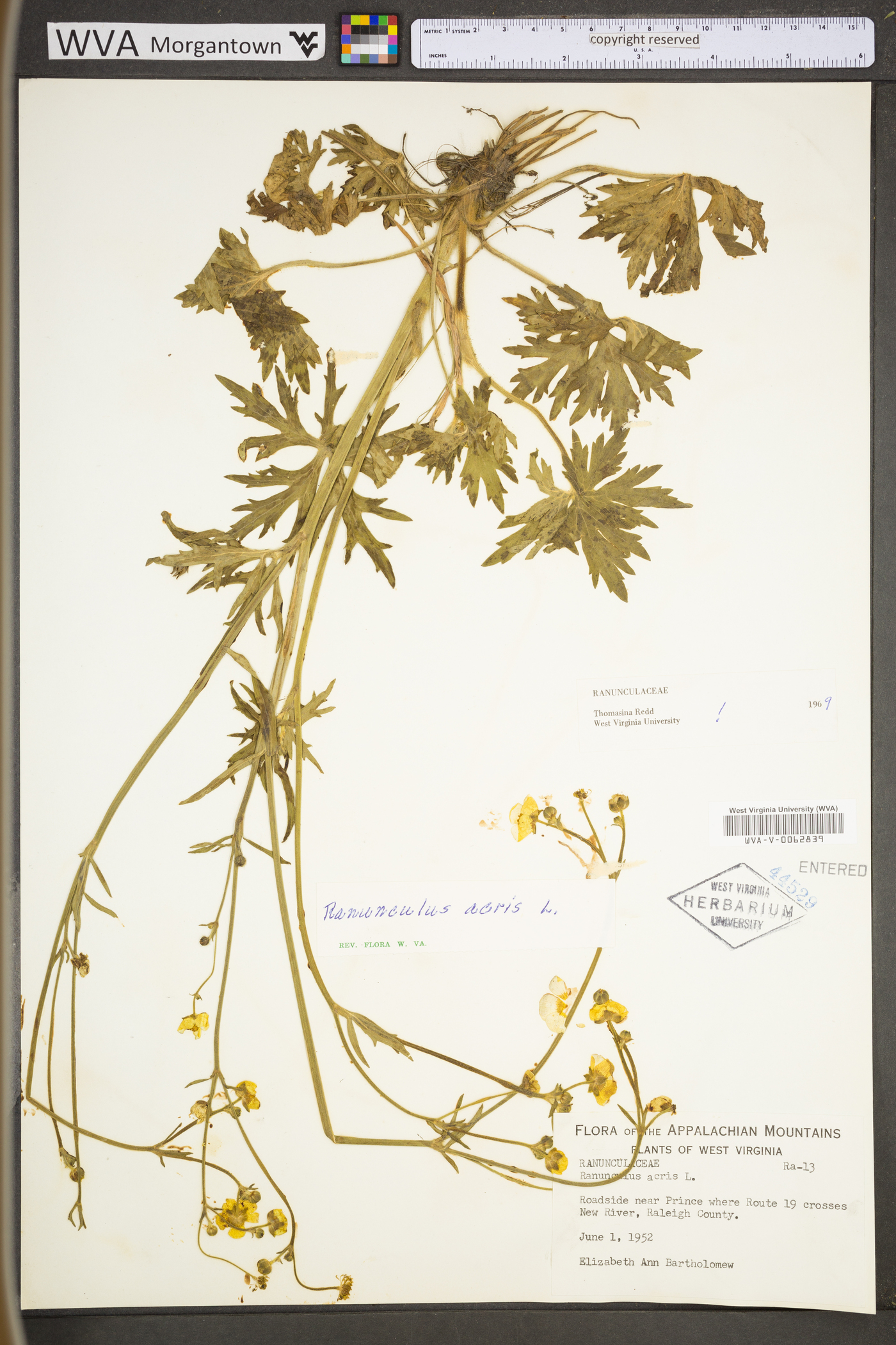 Ranunculus acris var. acris image