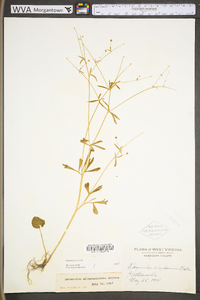 Ranunculus allegheniensis image