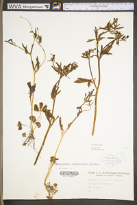 Ranunculus allegheniensis image