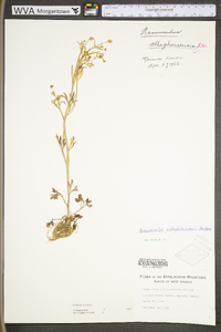 Ranunculus allegheniensis image