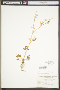 Ranunculus allegheniensis image