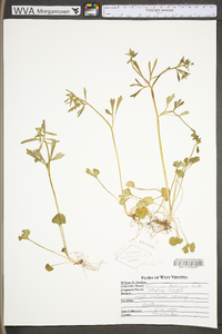 Ranunculus allegheniensis image