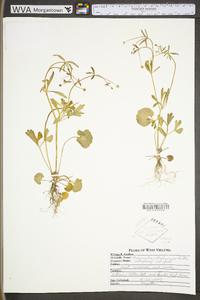 Ranunculus allegheniensis image