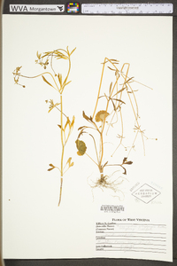 Ranunculus allegheniensis image