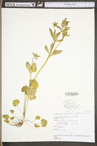 Ranunculus allegheniensis image