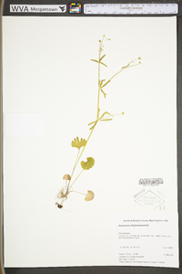 Ranunculus allegheniensis image