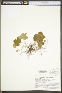 Anemone americana image