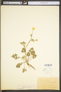 Ranunculus bulbosus image