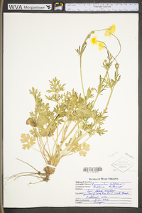 Ranunculus bulbosus image