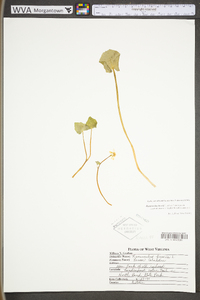 Ficaria verna subsp. fertilis image