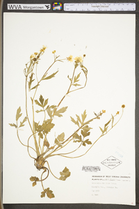 Ranunculus hispidus var. hispidus image