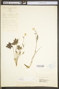 Ranunculus hispidus var. hispidus image