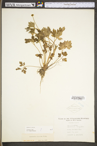 Ranunculus hispidus var. hispidus image