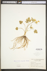 Ranunculus hispidus var. hispidus image