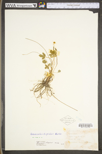 Ranunculus hispidus var. hispidus image