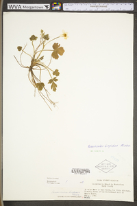 Ranunculus hispidus var. hispidus image