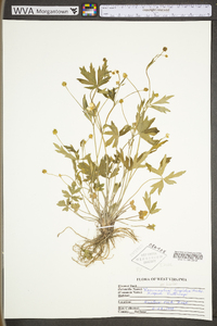 Ranunculus hispidus var. hispidus image