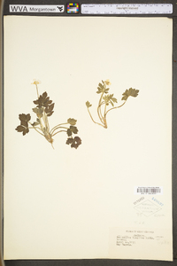 Ranunculus hispidus var. hispidus image