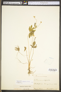 Ranunculus hispidus var. hispidus image