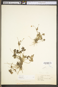 Ranunculus hispidus var. hispidus image