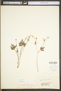 Ranunculus hispidus var. hispidus image