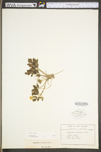 Ranunculus hispidus var. hispidus image