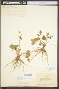 Ranunculus hispidus var. hispidus image