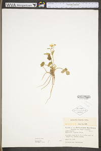 Ranunculus hispidus var. hispidus image