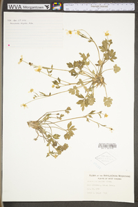 Ranunculus hispidus var. hispidus image