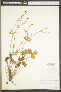 Ranunculus hispidus var. hispidus image