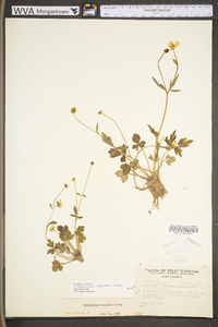 Ranunculus hispidus var. hispidus image