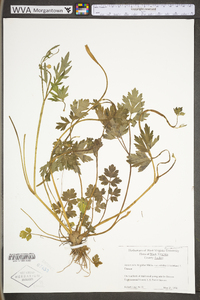 Ranunculus hispidus var. hispidus image