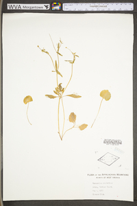 Ranunculus micranthus image