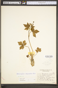 Ranunculus recurvatus var. recurvatus image