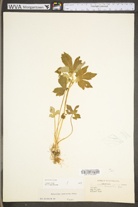 Ranunculus recurvatus var. recurvatus image