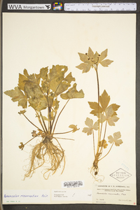 Ranunculus recurvatus var. recurvatus image