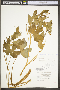 Ranunculus recurvatus var. recurvatus image