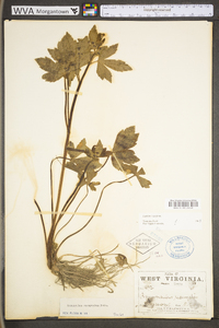 Ranunculus recurvatus var. recurvatus image