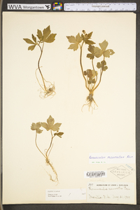 Ranunculus recurvatus var. recurvatus image