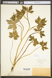 Ranunculus recurvatus var. recurvatus image