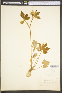 Ranunculus recurvatus var. recurvatus image