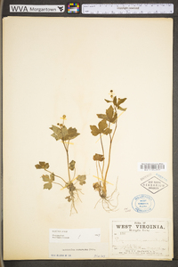 Ranunculus recurvatus var. recurvatus image