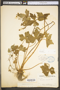 Ranunculus recurvatus var. recurvatus image