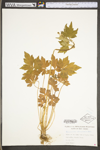 Ranunculus recurvatus var. recurvatus image