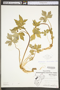 Ranunculus recurvatus var. recurvatus image