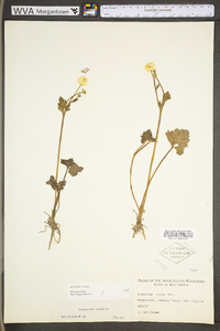 Ranunculus repens image