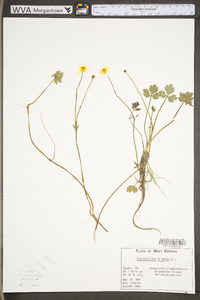 Ranunculus repens image